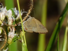 Allosmaitia strophius