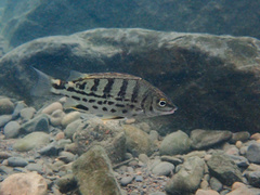Tapiroid Grunter photo 1