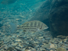 Tapiroid Grunter photo 3