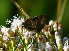 Allosmaitia strophius