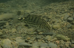 Tapiroid Grunter photo 4