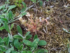 Sedum hispanicum