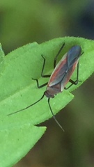 Lopidea marginata