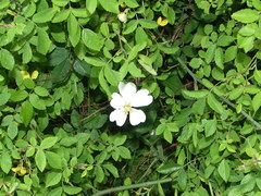 Rosa arvensis
