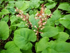 Corallorhiza maculata occidentalis
