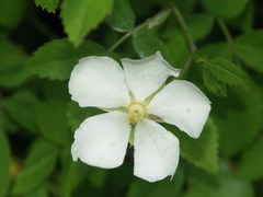 Rosa arvensis