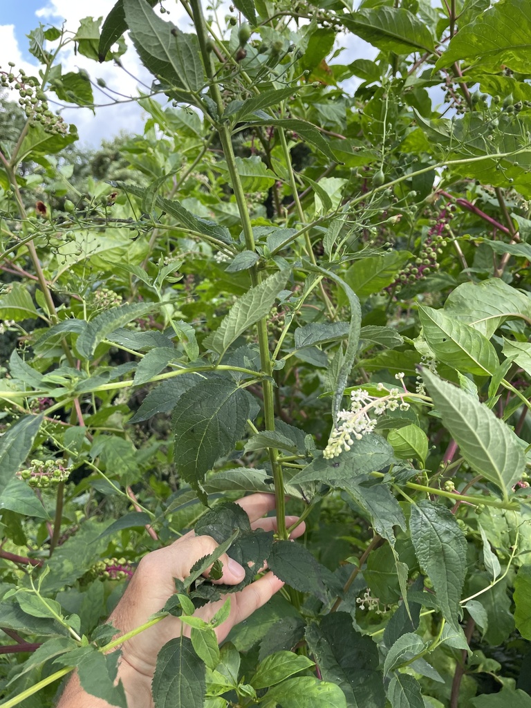 late figwort from Chesapeake City, MD, US on July 31, 2024 at 04:08 PM ...