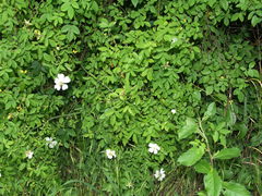 Rosa arvensis