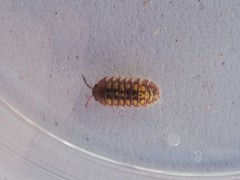 Armadillidium granulatum