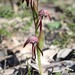 Pyrorchis nigricans - Photo (c) sunphlo,  זכויות יוצרים חלקיות (CC BY-NC)