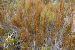 Dracophyllum longifolium