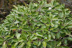 Brachyglottis elaeagnifolia