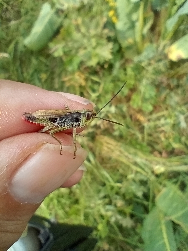 Chorthippus jacobsoni