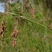 Leptocarpus tenax - Photo (c) John Tann, osa oikeuksista pidätetään (CC BY)