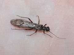 Nemouridae