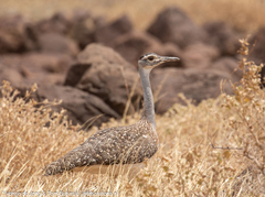 Heuglin's Bustard photo 3