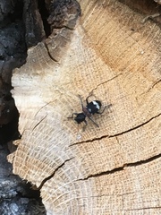 Clerus mutillarius
