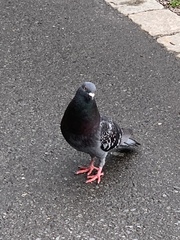 Columba livia domestica