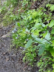 Mertensia paniculata