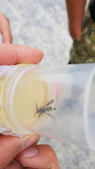 Paranthrene tabaniformis