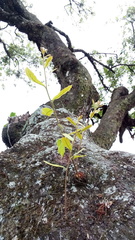 Quercus oleoides