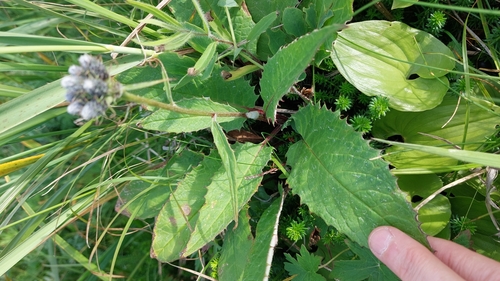 Image of Saussurea pseudotilesii by no rights reserved