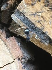 Clerus mutillarius