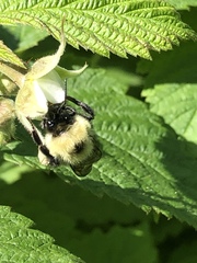 Bombus bimaculatus