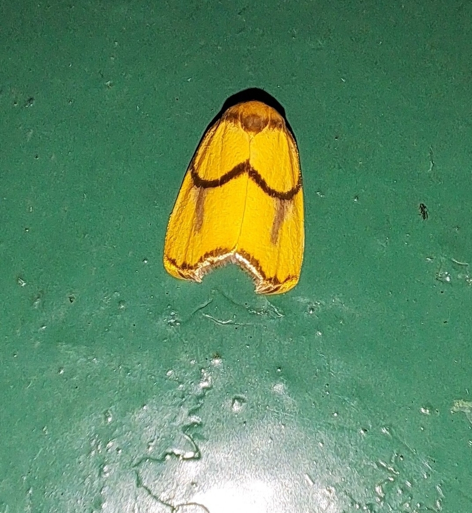 Trischalis iridescens (Trischalis iridescens)