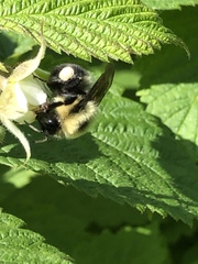 Bombus bimaculatus