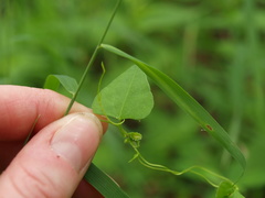 Fallopia cristata
