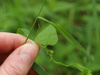 Climbing Buckwheat - Photo (c) Erin Faulkner, some rights reserved (CC BY-NC), uploaded by Erin Faulkner