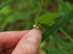 Fallopia cristata