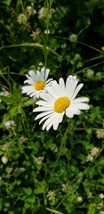 Leucanthemum vulgare