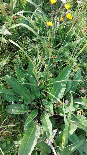 Image of Picris japonica by no rights reserved