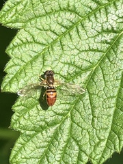 Toxomerus marginatus