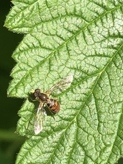 Toxomerus marginatus