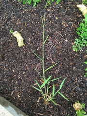 Urochloa platyphylla