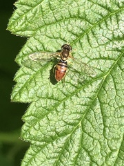 Toxomerus marginatus