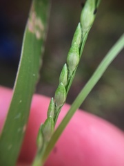 Urochloa platyphylla