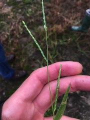 Urochloa platyphylla