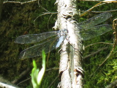 Libellula vibrans