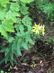 Silphium asperrimum