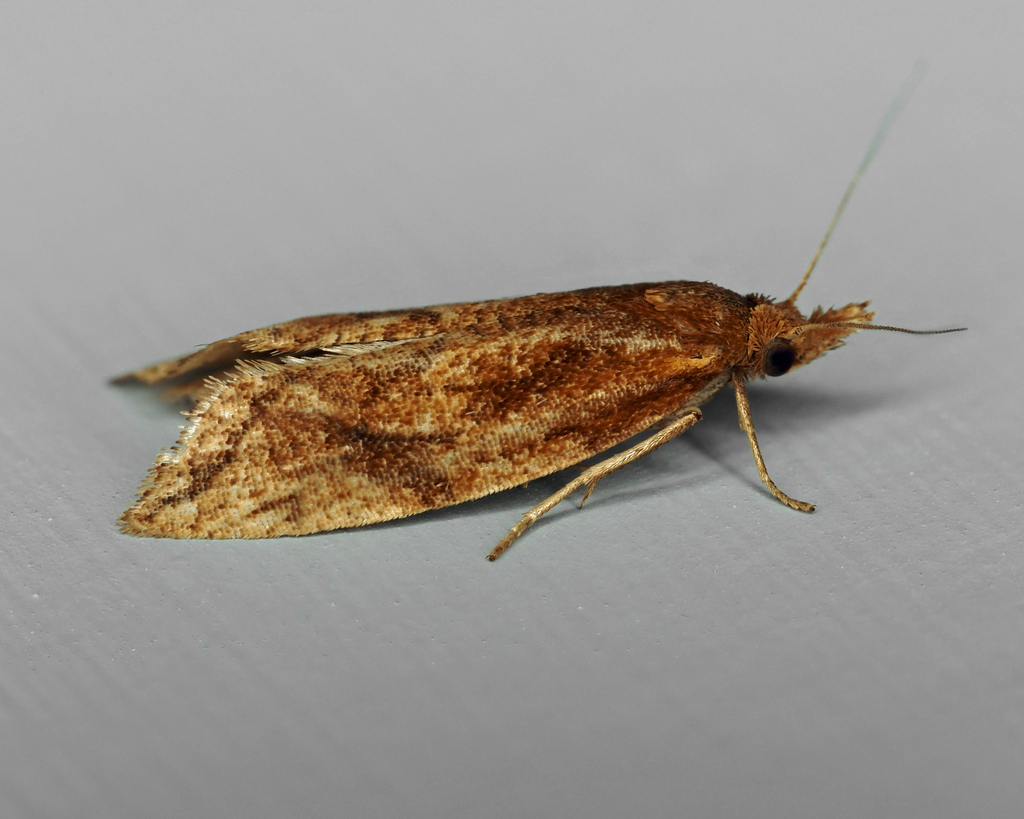 Reddish Aethes from Salem, NH 03079, USA on August 02, 2024 at 05:26 AM ...