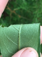 Silphium asperrimum