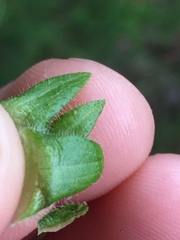 Silphium asperrimum
