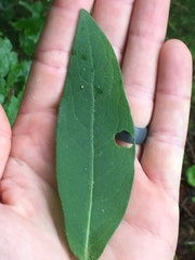 Silphium asperrimum