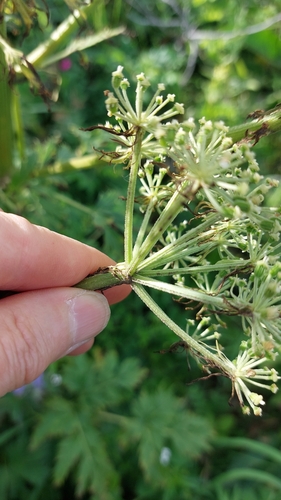 Image of Angelica gmelinii by no rights reserved