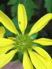 Silphium asperrimum
