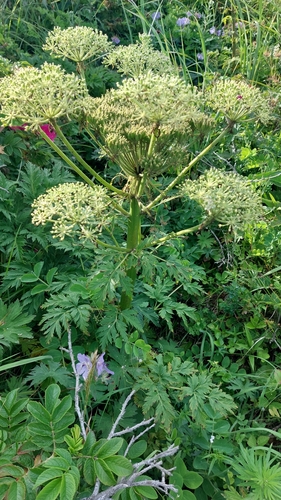 Image of Angelica gmelinii by no rights reserved